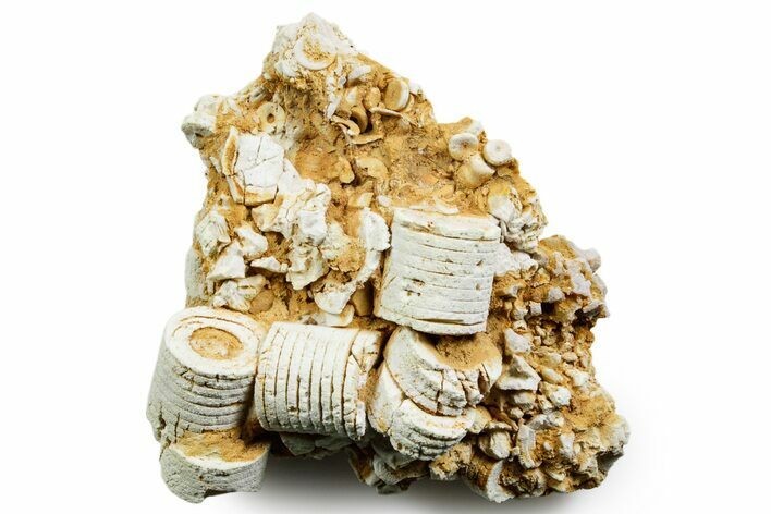 Mississippian Fossil Crinoid Stem Cluster - Kentucky #358724